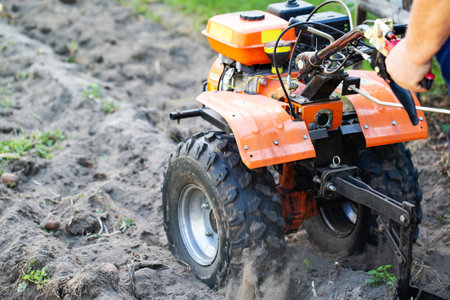 A summer resident plows a garden with potatoes with a walk-behind tractor in the fall during the harvest. Multifunctional walk-behind tractorの写真素材