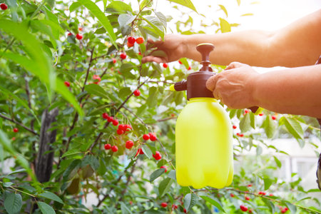 Spraying cherries with boric acid and a solution from parasites.の写真素材