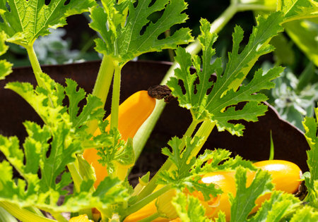 Beautiful yellow zucchini grows in the ground. Growing vegetables in the country. Summer sunny day, vegetarian. Vegetable marrowの写真素材