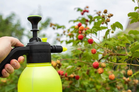 Spraying raspberries in the country with ammonia and blue vitriol to kill pests and parasites.の写真素材