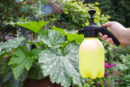 Spraying the leaves of zucchini and zucchini from pests. Spraying for the ovary of zucchini flowers.の写真素材