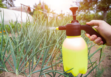 Spraying onions with ammonia from onion flies and pests.の写真素材