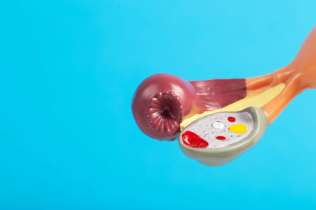 Female ovary close-up on a blue background of a medical mockup. The concept of ovary removal about cancer of the female reproductive system. Diseases and treatments of the ovaries. Copy space for textの写真素材