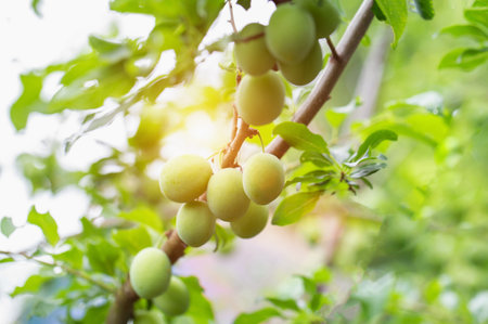 Ripening apricots on a tree, green apricots. High yield of fruit tree, close-upの写真素材