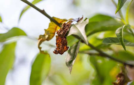 yellow-orange leaves on a fruit tree. Fungal disease concept, powdery mildew and rustの写真素材
