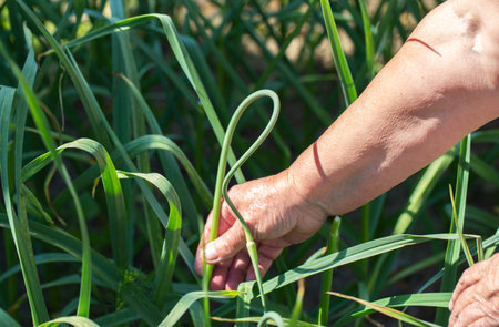 woman's hand breaks off garlic arrows on garlic