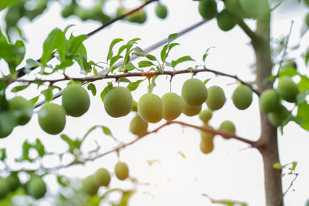 Ripening hybrid plum with peach on a tree, green fruits. High yield of fruit tree.の写真素材