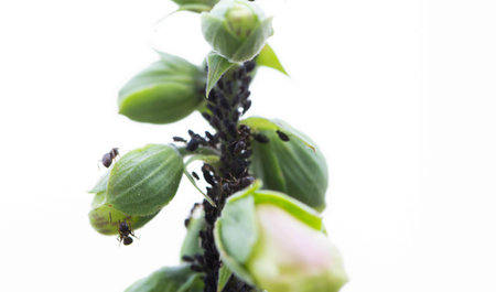 Pests parasites insects black aphids on a withered color trunk. Pest and pest control in the country.の写真素材