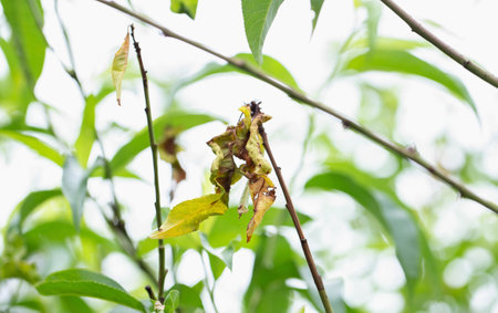 Dry leaves and branches on an apricot tree. Concept of pathogens of fruit tree diseases: monoliosis and leaf rollerの写真素材
