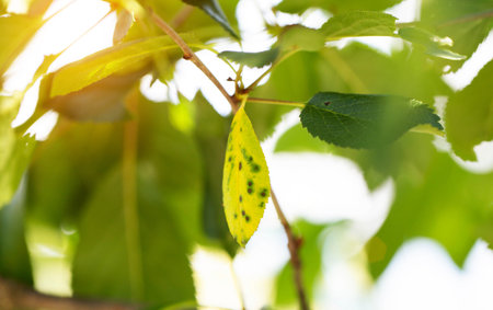 Reddish-brown spotting or rust on cherry leaves. Disease of fruit trees, close-upの写真素材