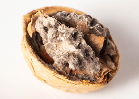 Rotten and moldy walnut on a white background. Brain disease concept, meningitis and Alzheimer's diseaseの写真素材