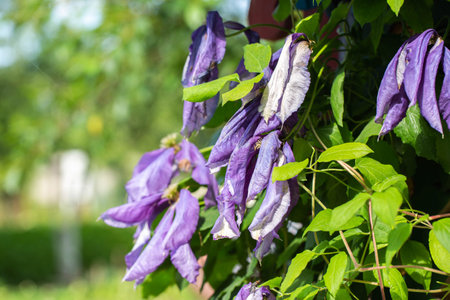 wilted purple flowers in the summer at the dacha due to lack of moisture, plant droughtの写真素材
