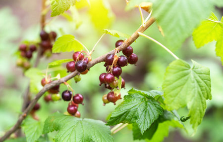 Ripening of a large black currant berry on a bush branch in the country in summer. Growing berriesの写真素材