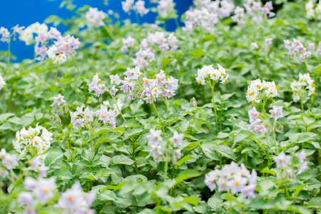 purple flowers on potato tops during flowering and ovaryの写真素材