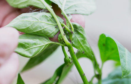 Aphids and mold on the leaves of pepper plants. Pests and parasites on garden plants.の写真素材