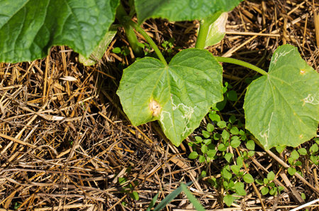Red rusty spots on borage leaves in the country. Anthracnose disease or sunburn on borage leaves.の写真素材