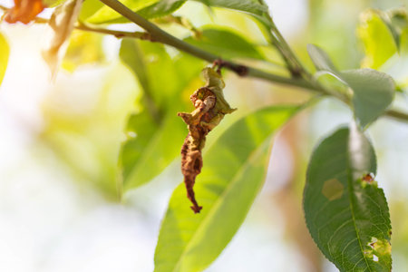 Dry leaves on a fruit tree. Disease concept: lack of moisture in wood, gray rot, industryの写真素材