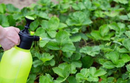 Spraying strawberries with succinic acid for better vegetation and high yield.の写真素材