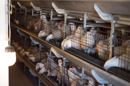 Breeding chickens on a poultry farm for chicken meat, close-upの写真素材