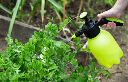 Spraying peas with herbicide against pathogens and vegetation. Copy space for textの写真素材