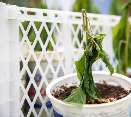 Frozen pepper seedlings in jars for planting in the ground. Frost in springの写真素材