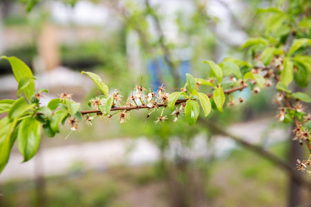 Frozen flowers of a fruit tree in spring. Frost in spring, damage to crops