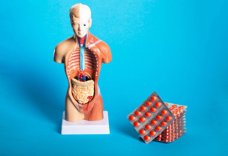 Stack of red pills on blue background and human model. Concept of treatment of gastrointestinal diseases, probiotics and laxatives.の写真素材