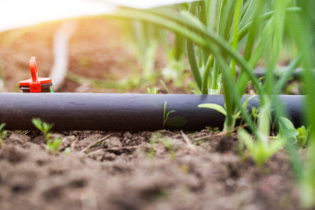 Modern drip irrigation system in a garden bedの写真素材