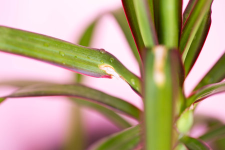 Dry spot on leaves of house plant. Plant disease, fungus