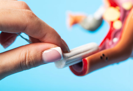 Close-up of a woman's hand inserting a sanitary tampon into a medical model of the female reproductive system. Absorption of menstrual discharge, close-upの写真素材