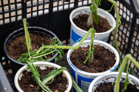 Frozen tomato plant before planting in the ground in spring