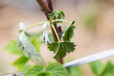 Frostbitten leaves and raspberry bushes