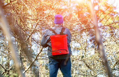 A retired man treats trees and bushes with an electric sprayer against pests and diseases in the...