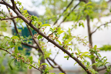 Frozen flowers of a fruit tree in spring. Frost in spring, damage to crops
