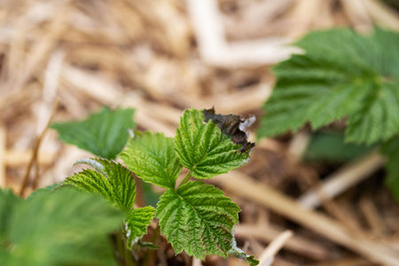 Frostbitten leaves and raspberry bushes spring
