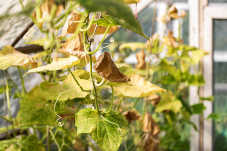 Dried borage leaves in a garden bed. Drought and nutrient deficiencies, close-up, agriculture