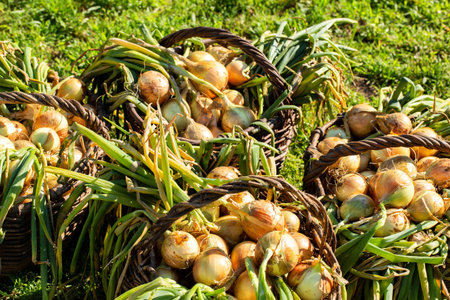 Summer cottage harvest of onions in baskets against the background of grassの写真素材