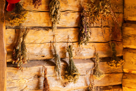 Bunches of medicinal herbs hang in a village hut against a log wall. The herbs include nettle,...