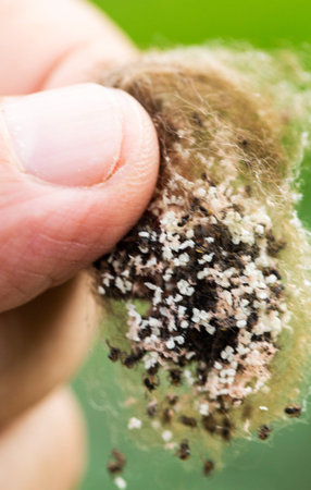 A nest of small spiders in a person's hand.の写真素材