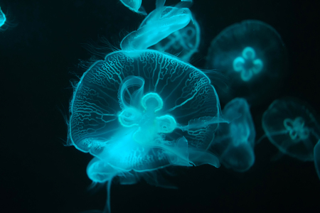 Moon jellyfishの写真素材