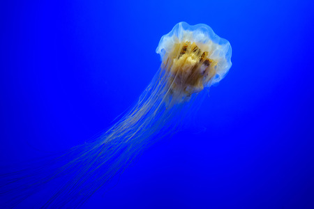 Lion's mane jellyfishの写真素材