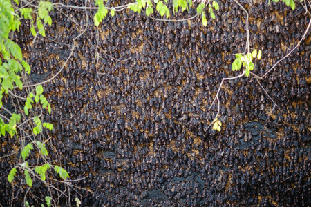 Fruit bats colony at Monfort bat cave - Samal island, Davaoの写真素材