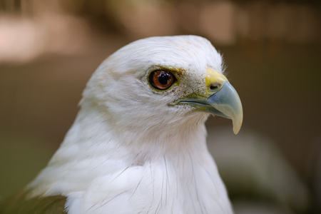 White head falconの写真素材