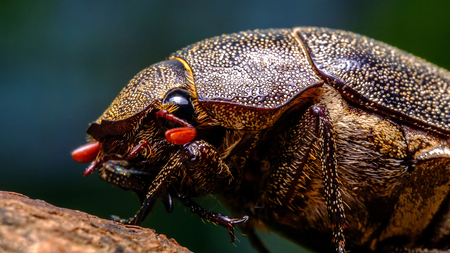 Scarab beetle close up shotの写真素材
