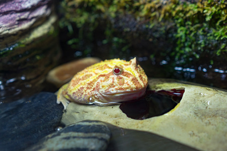 Albino pacman frog or Ceratophrys is a genus of frogs in the family Ceratophryidae also known as...