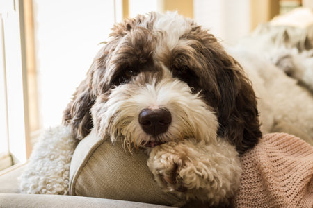 A large labradoodle puppy laying on the back of the couch.の写真素材