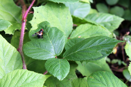 Fly in the forrest