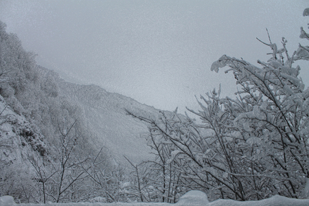 Artistic Plastic Wrap Snow Trees Backgroundの写真素材