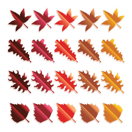 Set of colorful autumn leaves Isolated on white background.のイラスト素材
