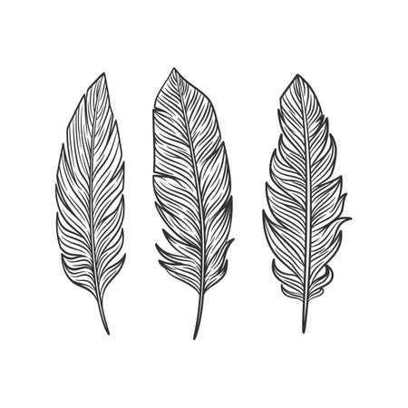 Bird Feather black set collection, Feather vector illustrationのイラスト素材
